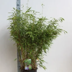 Niet Woekerende Bamboe (Fargesia Murieliae 'Jumbo') -Natuur Kus Verkoopwinkel fargesia mur super jumbo 80 100 cm co. 12l. kopie