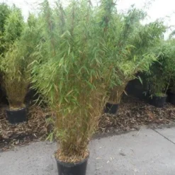 Niet Woekerende Bamboe (Fargesia Murieliae 'Jumbo') -Natuur Kus Verkoopwinkel fargesia murieliae jumbo 150 175 c25