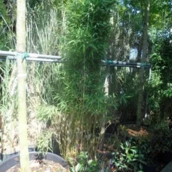 Niet Woekerende Bamboe (Fargesia Murieliae 'Jumbo') -Natuur Kus Verkoopwinkel fargesia murieliae jumbo 175 200 c35