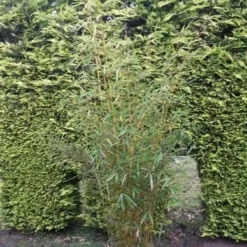Natuur Kus Verkoopwinkel 7 Niet Woekerende Bamboe (Fargesia Robusta)