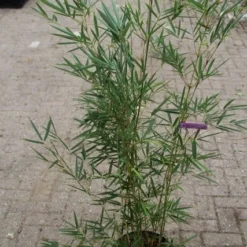 Niet Woekerende Bamboe (Fargesia Robusta) -Natuur Kus Verkoopwinkel fargesia robusta 1 1