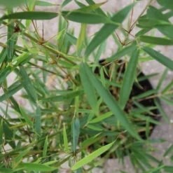 Niet Woekerende Bamboe (Fargesia Robusta) -Natuur Kus Verkoopwinkel fargesia robusta 2 1