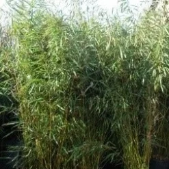 Niet Woekerende Bamboe (Fargesia Robusta) -Natuur Kus Verkoopwinkel fargesia rubusta 1