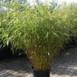 Bamboe (Fargesia Rufa) -Natuur Kus Verkoopwinkel fargesia rufa 1