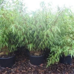 Bamboe (Fargesia Rufa) -Natuur Kus Verkoopwinkel fargesia rufa 100 125 c25