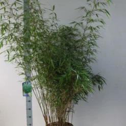 Bamboe (Fargesia Rufa) -Natuur Kus Verkoopwinkel fargesia rufa 125 150 co. 18l kopie kopie