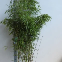 Bamboe (Fargesia Rufa) -Natuur Kus Verkoopwinkel fargesia rufa 150 175 kopie