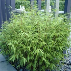 Bamboe (Fargesia Rufa) -Natuur Kus Verkoopwinkel fargesia rufa 3