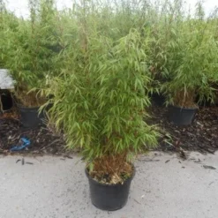 Bamboe (Fargesia Rufa) -Natuur Kus Verkoopwinkel fargesia rufa 80 100 125 c12