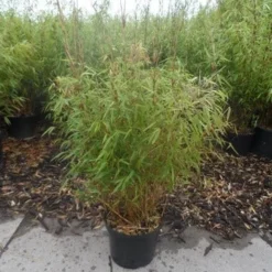 Bamboe (Fargesia Rufa) -Natuur Kus Verkoopwinkel fargesia rufa 80 100 c10