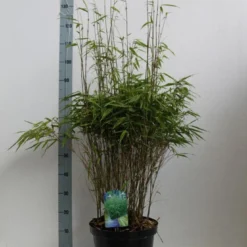 Bamboe (Fargesia Rufa) -Natuur Kus Verkoopwinkel fargesia rufa 80 100 co. 10l kopie