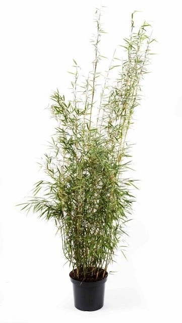 Niet Woekerende Bamboe (Fargesia Robusta 'Campbell') 2 Niet Woekerende Bamboe (Fargesia Robusta 'Campbell') - Afbeelding 2