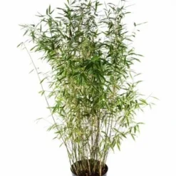 Natuur Kus Verkoopwinkel 15 Niet Woekerende Bamboe (Fargesia 'Dino')