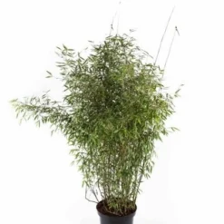 Niet Woekerende Bamboe (Fargesia 'Jiuzhaigou') 25 Niet Woekerende Bamboe (Fargesia 'Jiuzhaigou') -Natuur Kus Verkoopwinkel fargesiajiuzhaigou01