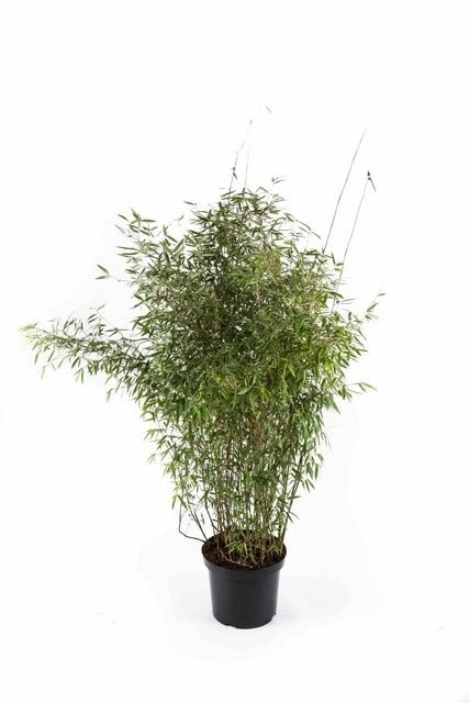 Niet Woekerende Bamboe (Fargesia 'Jiuzhaigou') 9 Niet Woekerende Bamboe (Fargesia 'Jiuzhaigou') - Afbeelding 9