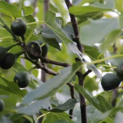 Vijg (Ficus Carica) 11 Vijg (Ficus Carica) -Natuur Kus Verkoopwinkel ficus carica 1