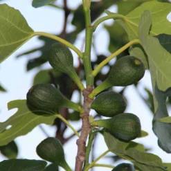 Vijg (Ficus Carica) 12 Vijg (Ficus Carica) -Natuur Kus Verkoopwinkel ficus carica 2