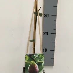Vijg (Ficus Carica) 13 Vijg (Ficus Carica) -Natuur Kus Verkoopwinkel ficus carica 50 60 c2