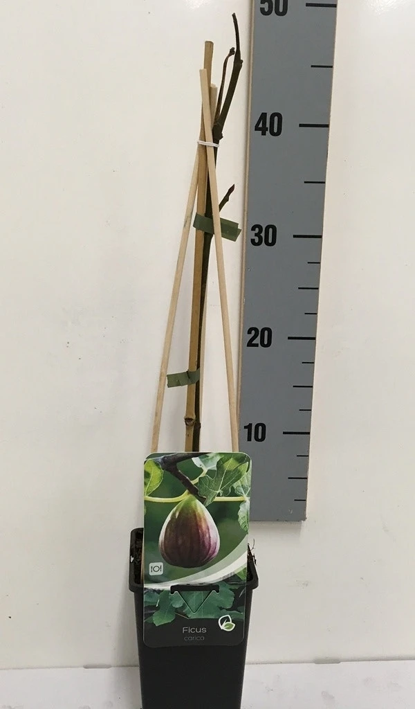 Vijg (Ficus Carica) 7 Vijg (Ficus Carica) - Afbeelding 7