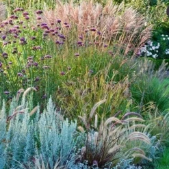 Borderpakket Siergras