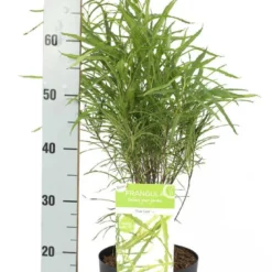 Smalbladige Vuilboom (Frangula Alnus 'Fine Line') -Natuur Kus Verkoopwinkel frangula alnus fine line 2