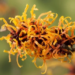 Toverhazelaar (Hamamelis Intermedia 'Orange Beauty')