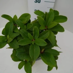 Rhododendron (Rhododendron 'Germania') -Natuur Kus Verkoopwinkel germania c2 boven