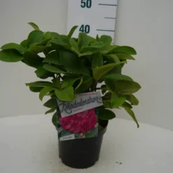 Rhododendron (Rhododendron 'Germania') -Natuur Kus Verkoopwinkel germania c2 voor