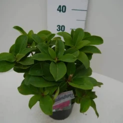 Rhododendron (Rhododendron 'Germania') -Natuur Kus Verkoopwinkel germania c2 zij