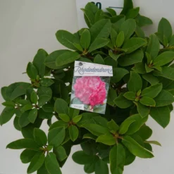 Rhododendron (Rhododendron 'Germania') -Natuur Kus Verkoopwinkel germania c7.5 boven