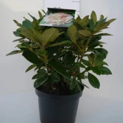 Dwergrhododendron (Rhododendron 'Golden Torch') -Natuur Kus Verkoopwinkel golden torch c4 voor