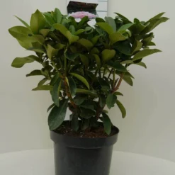 Rhododendron (Rhododendron 'Gomer Waterer') 12 Rhododendron (Rhododendron 'Gomer Waterer') -Natuur Kus Verkoopwinkel gomer waterer c7.5 voor