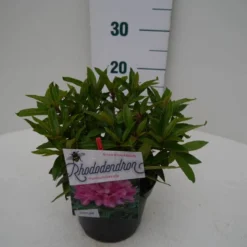 Rhododendron (Rhododendron 'Graziella') -Natuur Kus Verkoopwinkel graziella c2 zij