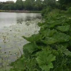 Mammoetblad (Gunnera Manicata) -Natuur Kus Verkoopwinkel gunnera