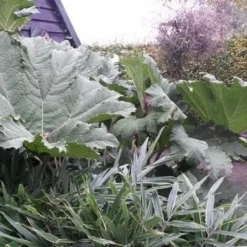 Mammoetblad (Gunnera Manicata) -Natuur Kus Verkoopwinkel gunnera manicata 1 1 1