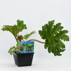 Mammoetblad (Gunnera Manicata) -Natuur Kus Verkoopwinkel gunnera manicata 28x28 20180412192854 2