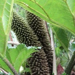 Mammoetblad (Gunnera Manicata) -Natuur Kus Verkoopwinkel gunnera manicata 2