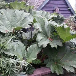 Mammoetblad (Gunnera Manicata) -Natuur Kus Verkoopwinkel gunnera manicata 2 1 1