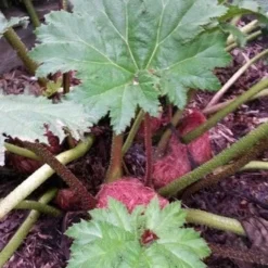 Mammoetblad (Gunnera Manicata) -Natuur Kus Verkoopwinkel gunnera manicata 4 1