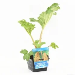 Mammoetblad (Gunnera Manicata) -Natuur Kus Verkoopwinkel gunnera manicata s e 13230 p18 1