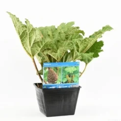 Mammoetblad (Gunnera Manicata) -Natuur Kus Verkoopwinkel gunnera manicata s e 13645 p28 1