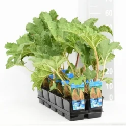 Mammoetblad (Gunnera Manicata) -Natuur Kus Verkoopwinkel gunnera manicata tl e 11115 p9 1