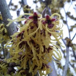 Toverhazelaar (Hamamelis Intermedia 'Arnold Promise') 13 Toverhazelaar (Hamamelis Intermedia 'Arnold Promise') -Natuur Kus Verkoopwinkel hamamelis arnold promise