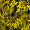 Toverhazelaar (Hamamelis Intermedia 'Arnold Promise')