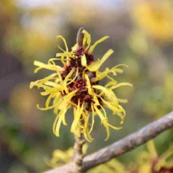 Toverhazelaar (Hamamelis Mollis 'Pallida') 10 Toverhazelaar (Hamamelis Mollis 'Pallida') -Natuur Kus Verkoopwinkel hamamelis mollis pallida