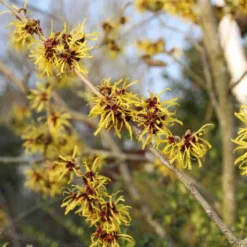 Toverhazelaar (Hamamelis Mollis 'Pallida') 12 Toverhazelaar (Hamamelis Mollis 'Pallida') -Natuur Kus Verkoopwinkel hamamelis mollis pallida 3
