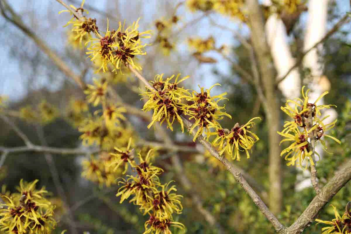 Toverhazelaar (Hamamelis Mollis 'Pallida') 6 Toverhazelaar (Hamamelis Mollis 'Pallida') - Afbeelding 6