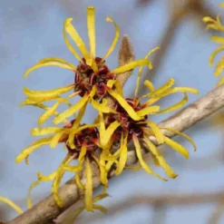 Toverhazelaar (Hamamelis Mollis 'Pallida') 9 Toverhazelaar (Hamamelis Mollis 'Pallida') -Natuur Kus Verkoopwinkel hamamelis mollis pallida 4