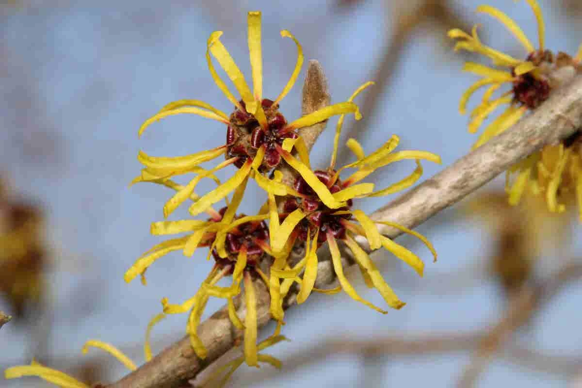 Toverhazelaar (Hamamelis Mollis 'Pallida') 3 Toverhazelaar (Hamamelis Mollis 'Pallida') - Afbeelding 3