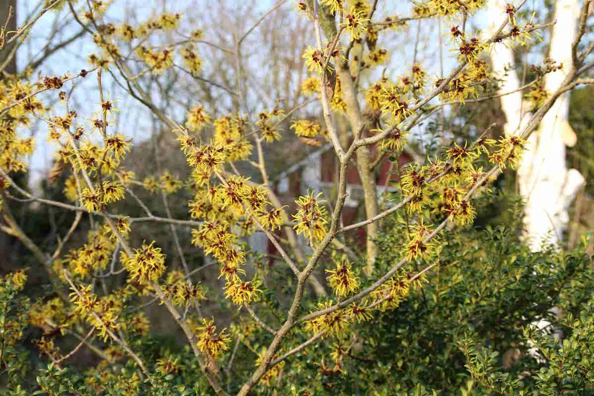 Toverhazelaar (Hamamelis Mollis 'Pallida') 5 Toverhazelaar (Hamamelis Mollis 'Pallida') - Afbeelding 5